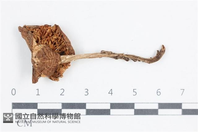 登錄號:F0038845藏品圖，第3張