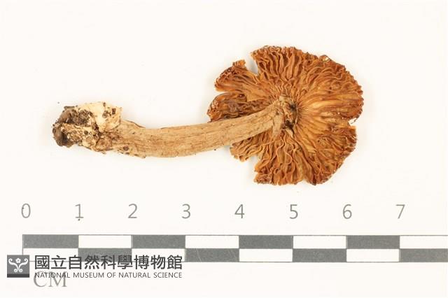 館號:F0036845藏品圖，第3張