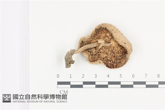 庭院綠褶菇藏品圖，第3張