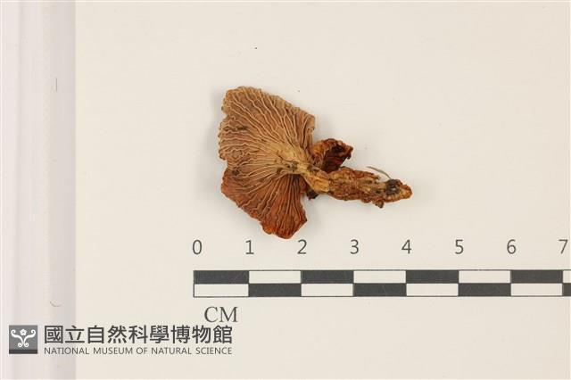 登錄號:F0037445藏品圖，第3張