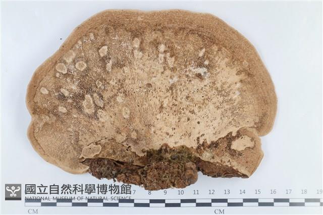 登錄號:F0038745藏品圖，第3張