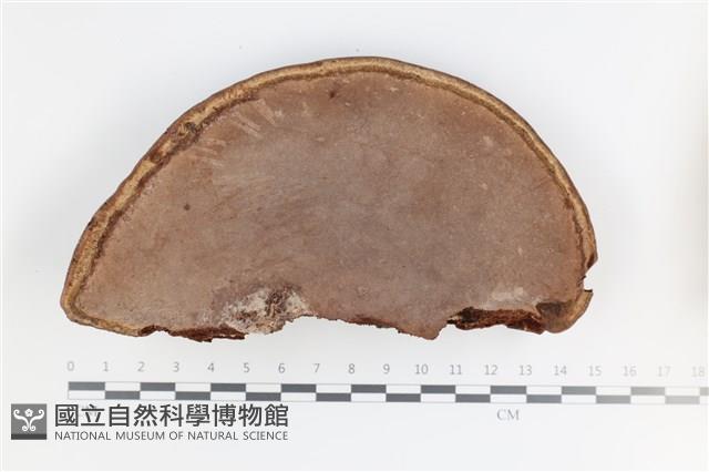 登錄號:F0035745藏品圖，第3張