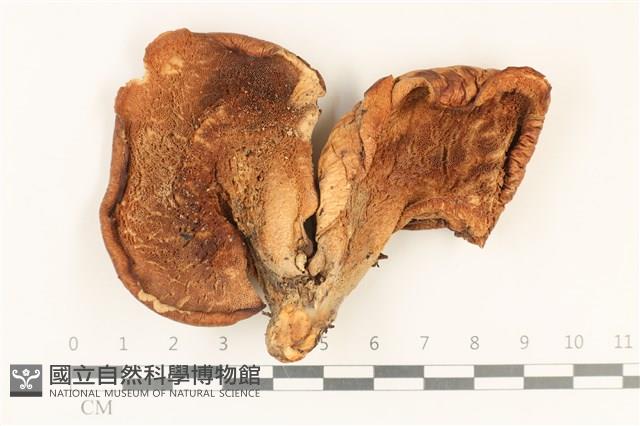 寬鱗多孔菌藏品圖，第3張