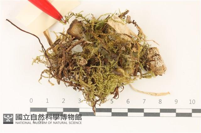 登錄號:F0037345藏品圖，第3張