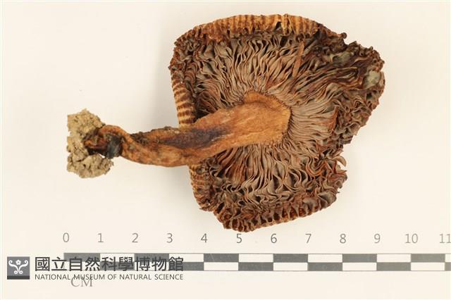 登錄號:F0028695藏品圖，第3張