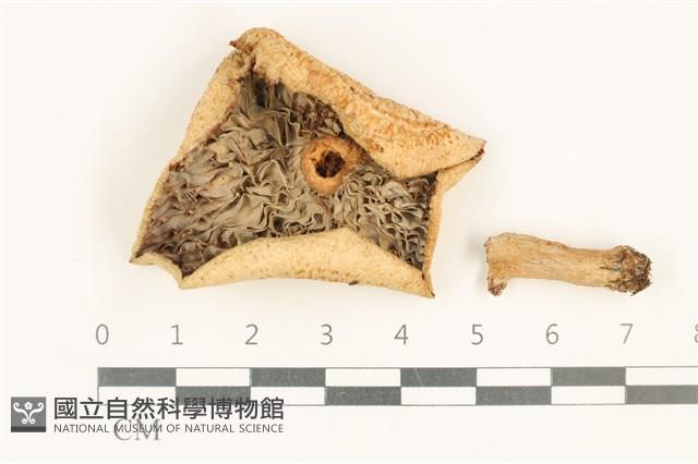 館號:F0037695藏品圖，第3張