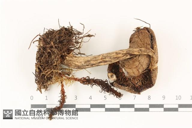 鵝膏屬藏品圖，第3張