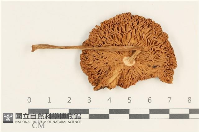 登錄號:F0037595藏品圖，第3張