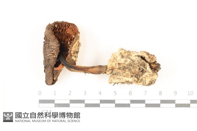 登錄號:F0037395藏品圖，第3張