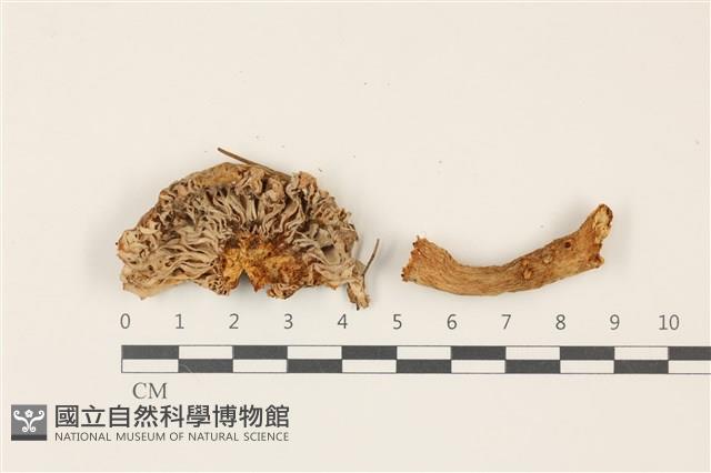 登錄號:F0037485藏品圖，第3張
