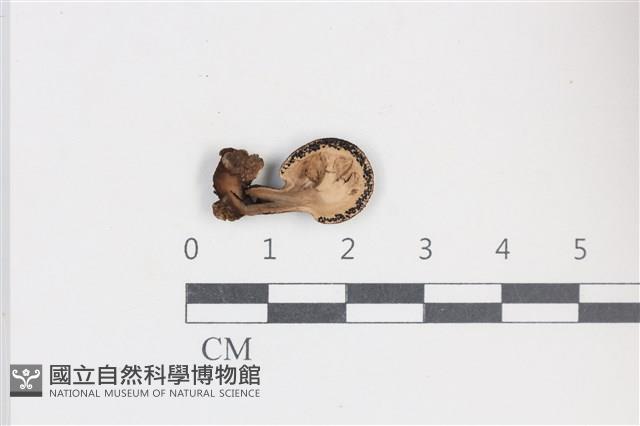 登錄號:F0038785藏品圖，第3張