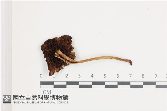 登錄號:F0036585藏品圖，第3張