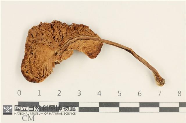 登錄號:F0037585藏品圖，第3張