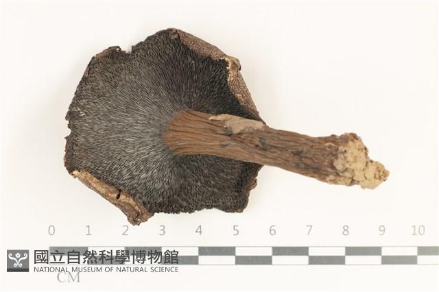登錄號:F0038185藏品圖，第3張