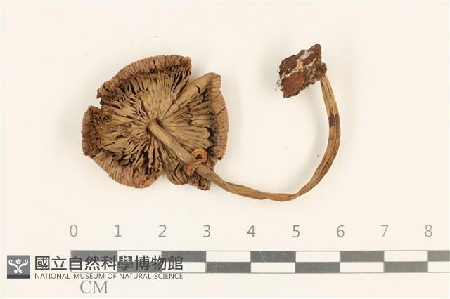 登錄號:F0037185藏品圖，第3張