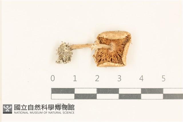 登錄號:F0037085藏品圖，第3張