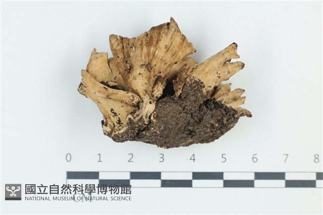 木層孔菌屬藏品圖，第3張