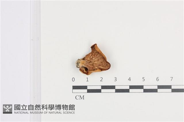 登錄號:F0036385藏品圖，第3張