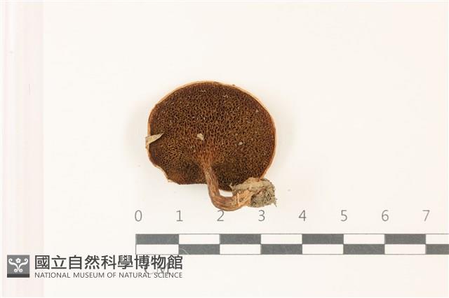 登錄號:F0037385藏品圖，第3張