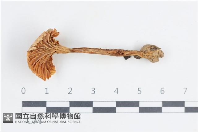 登錄號:F0038835藏品圖，第3張