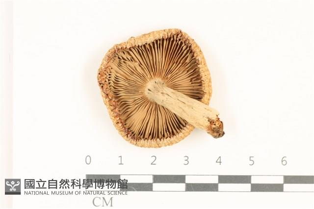登錄號:F0036935藏品圖，第3張