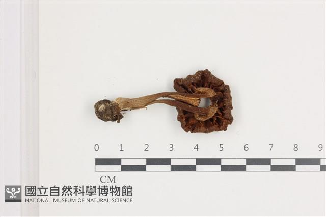 登錄號:F0036635藏品圖，第3張