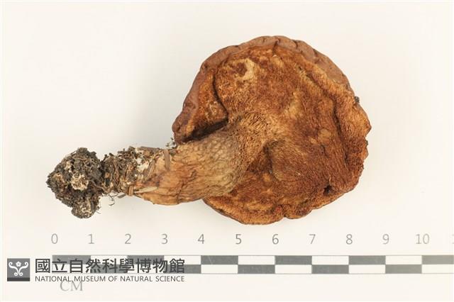 登錄號:F0037635藏品圖，第3張