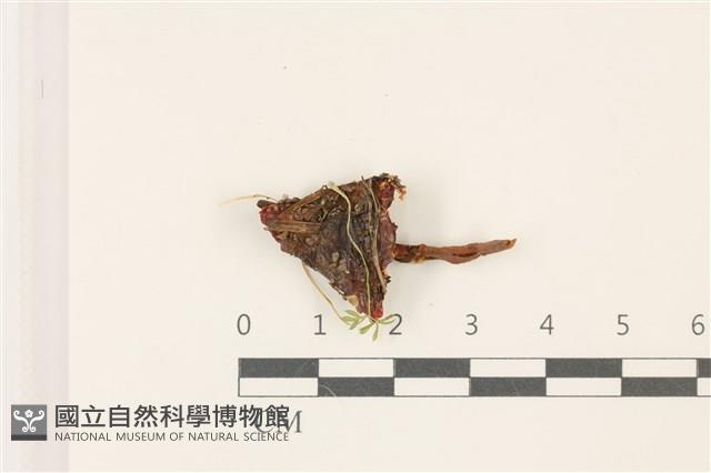 登錄號:F0037435藏品圖，第3張