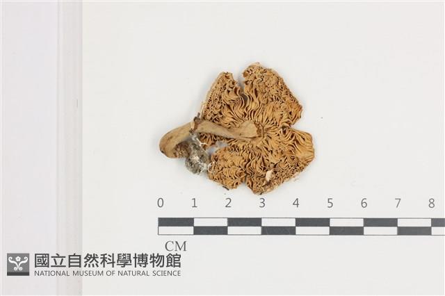 登錄號:F0036535藏品圖，第3張