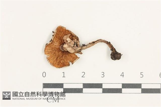 登錄號:F0038335藏品圖，第3張