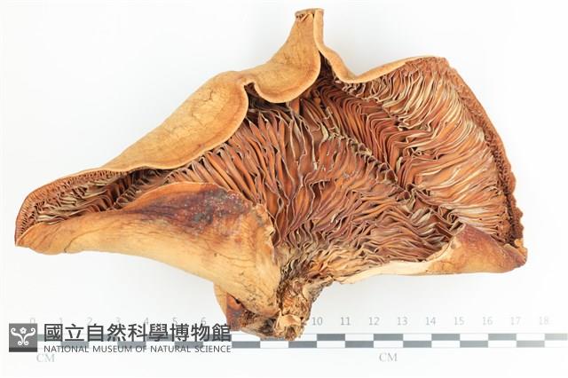 登錄號:F0036335藏品圖，第3張