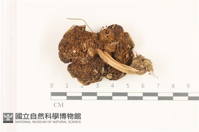登錄號:F0037335藏品圖，第3張