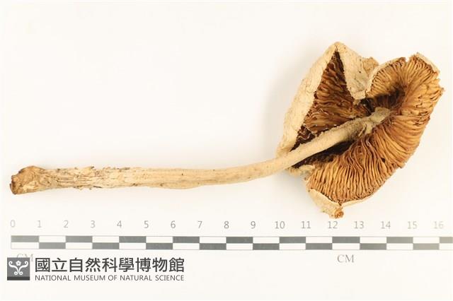 登錄號:F0037875藏品圖，第3張
