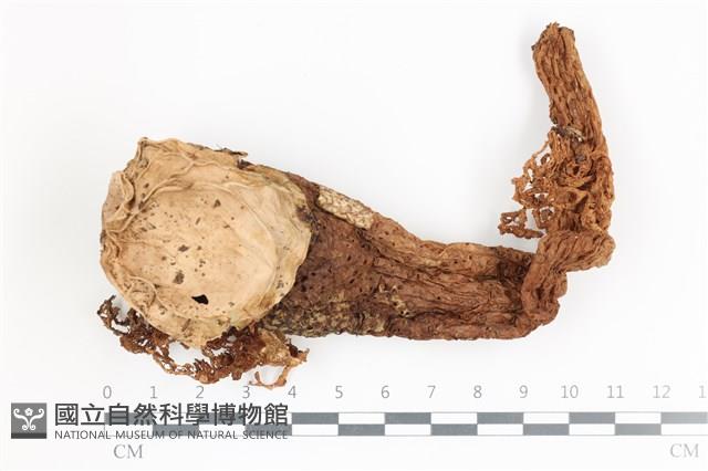 登錄號:F0036675藏品圖，第3張