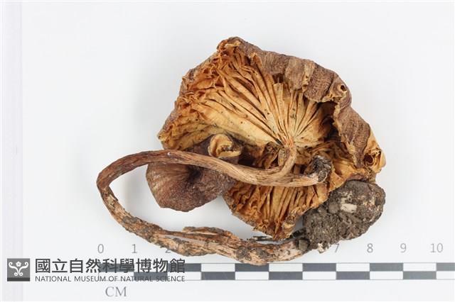 登錄號:F0036475藏品圖，第3張