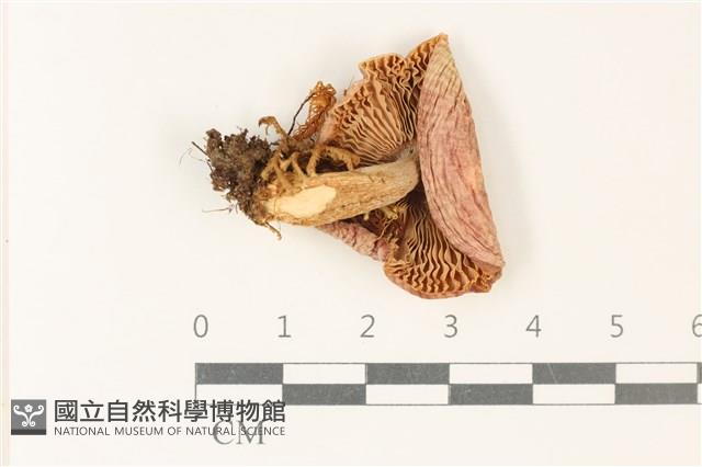 登錄號:F0037775藏品圖，第3張