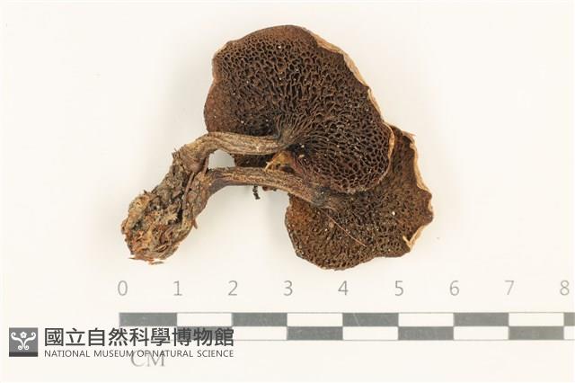 登錄號:F0037575藏品圖，第3張
