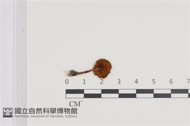 登錄號:F0036175藏品圖，第3張