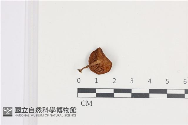 登錄號:F0036075藏品圖，第3張