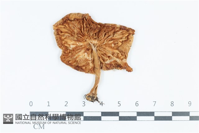 登錄號:F0039375藏品圖，第3張
