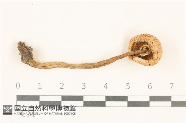 登錄號:F0037269藏品圖，第3張