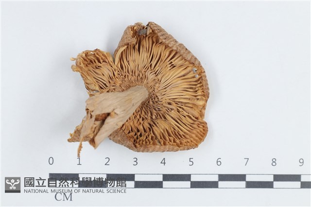 紅菇屬藏品圖，第3張