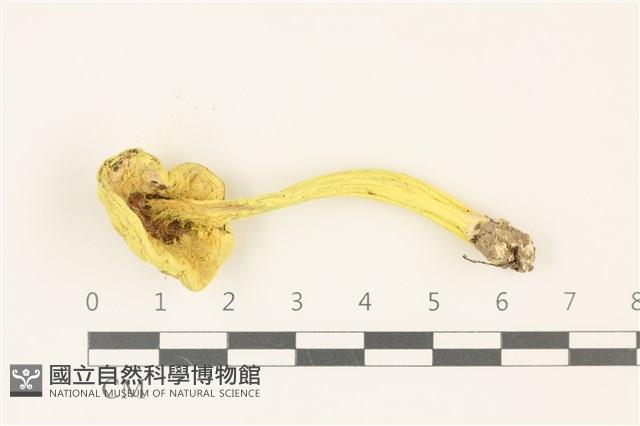 登錄號:F0036869藏品圖，第3張