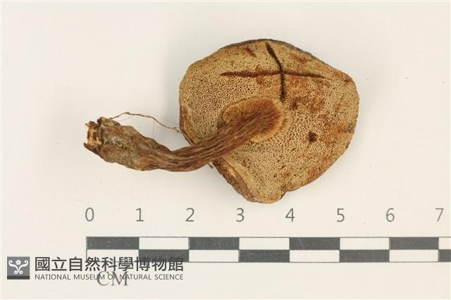 登錄號:F0037869藏品圖，第3張