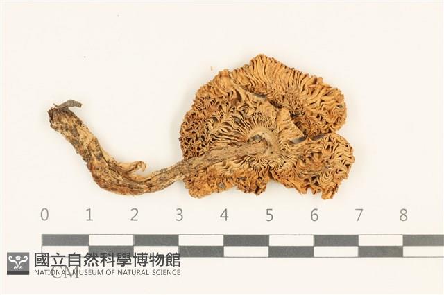 登錄號:F0036969藏品圖，第3張