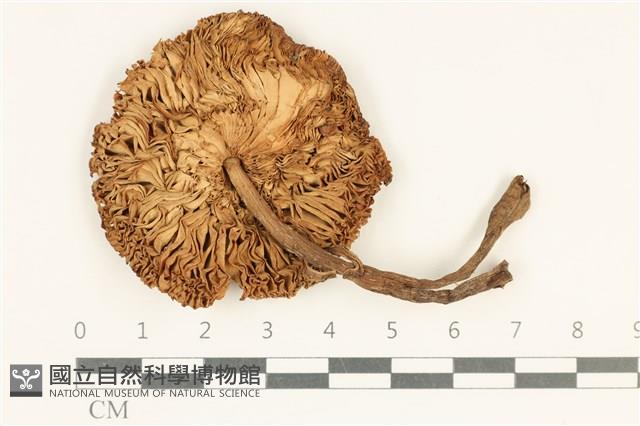 登錄號:F0037969藏品圖，第3張