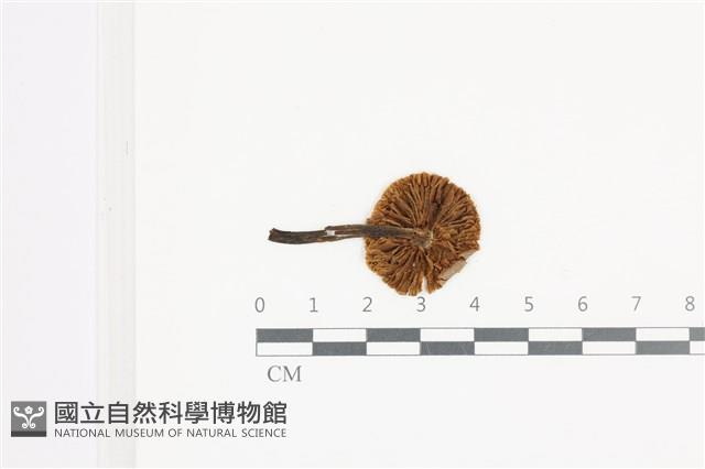 登錄號:F0036669藏品圖，第3張