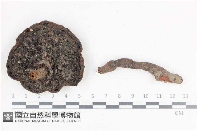 登錄號:F0036469藏品圖，第3張