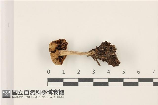 登錄號:F0037469藏品圖，第3張