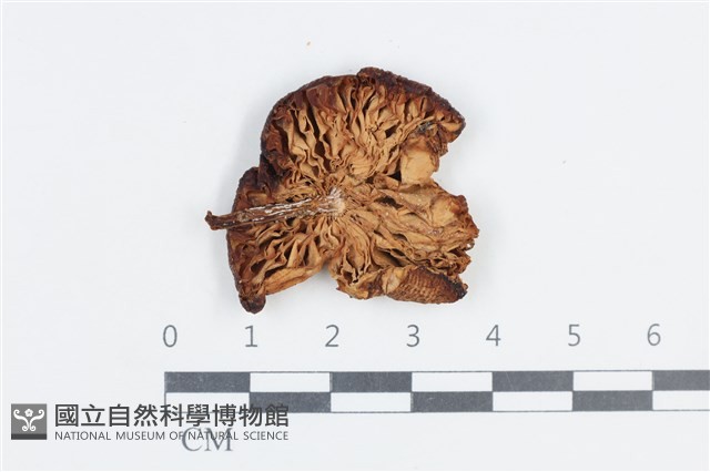 登錄號:F0038769藏品圖，第3張